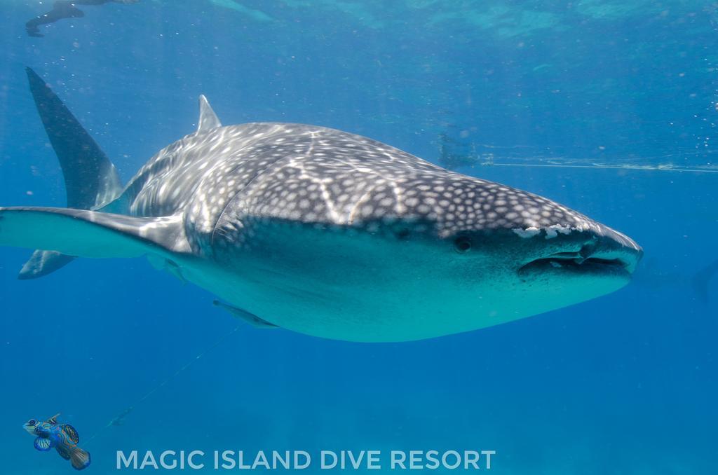 Magic Island Dive Resort Moalboal Esterno foto